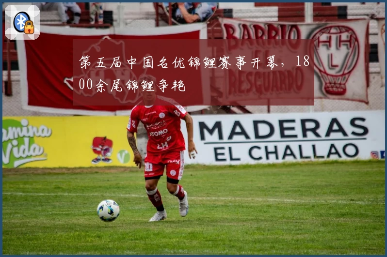 第五届中国名优锦鲤赛事开幕,1800余尾锦鲤争艳